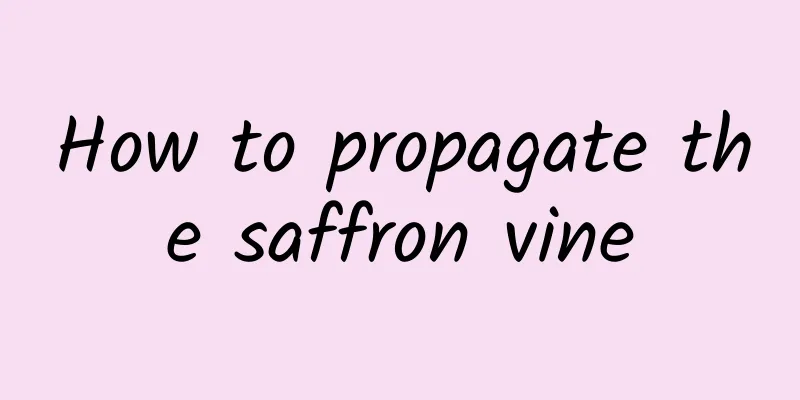 How to propagate the saffron vine