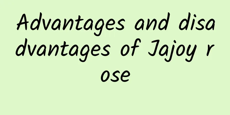 Advantages and disadvantages of Jajoy rose