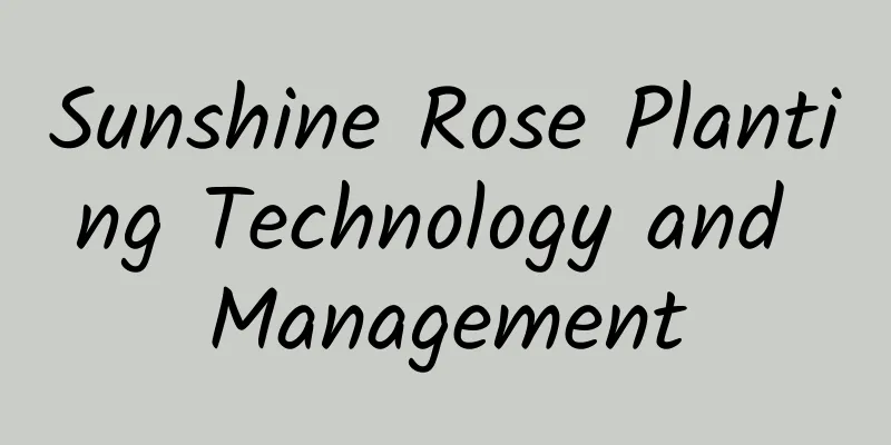 Sunshine Rose Planting Technology and Management