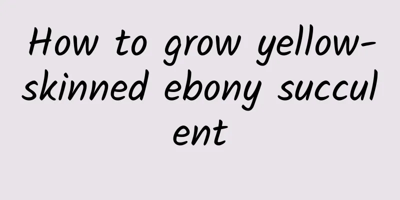 How to grow yellow-skinned ebony succulent
