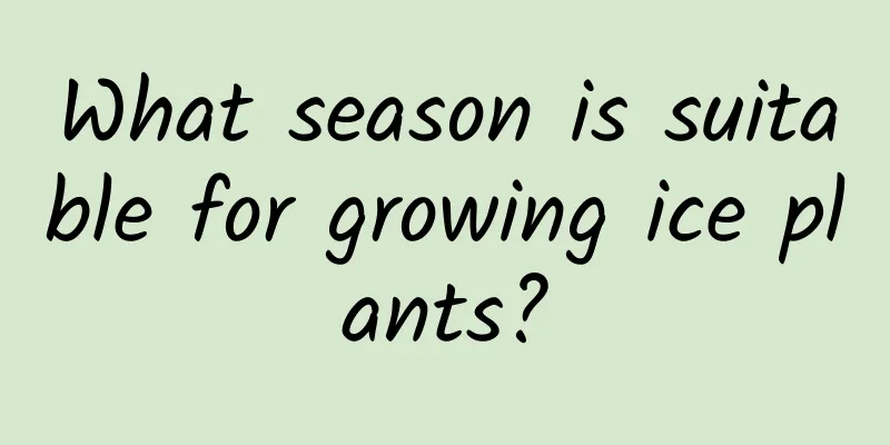 What season is suitable for growing ice plants?