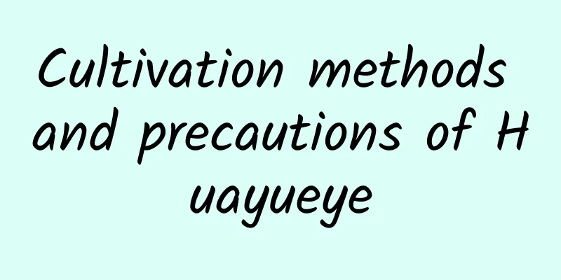 Cultivation methods and precautions of Huayueye