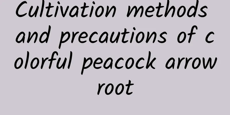 Cultivation methods and precautions of colorful peacock arrowroot