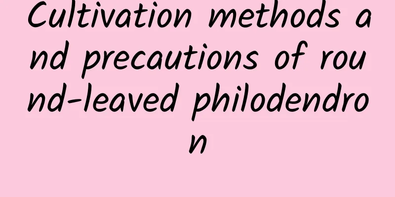 Cultivation methods and precautions of round-leaved philodendron