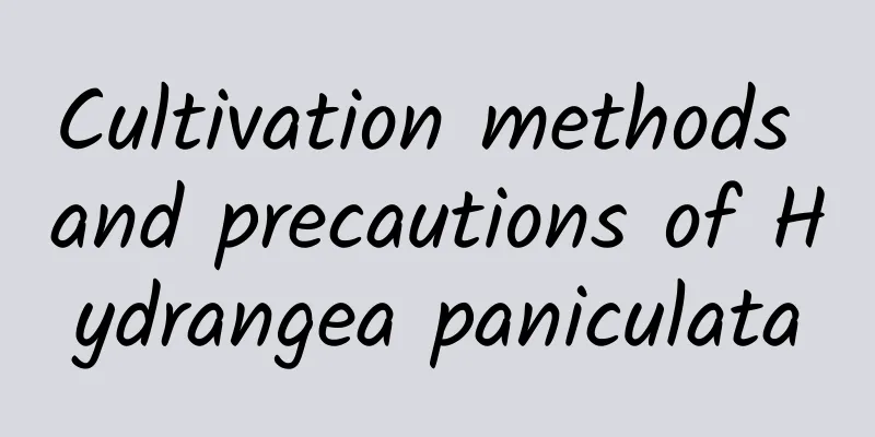 Cultivation methods and precautions of Hydrangea paniculata