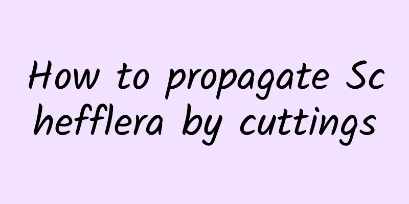 How to propagate Schefflera by cuttings