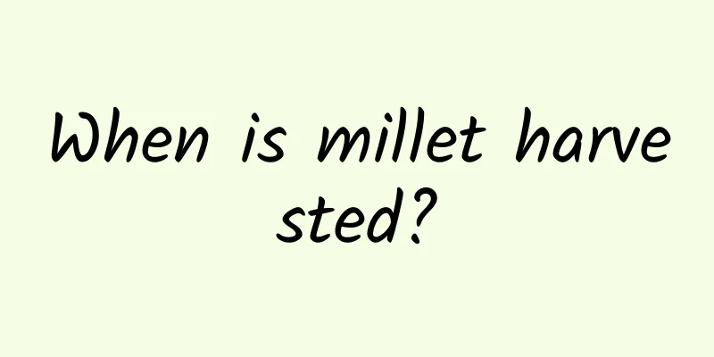 When is millet harvested?