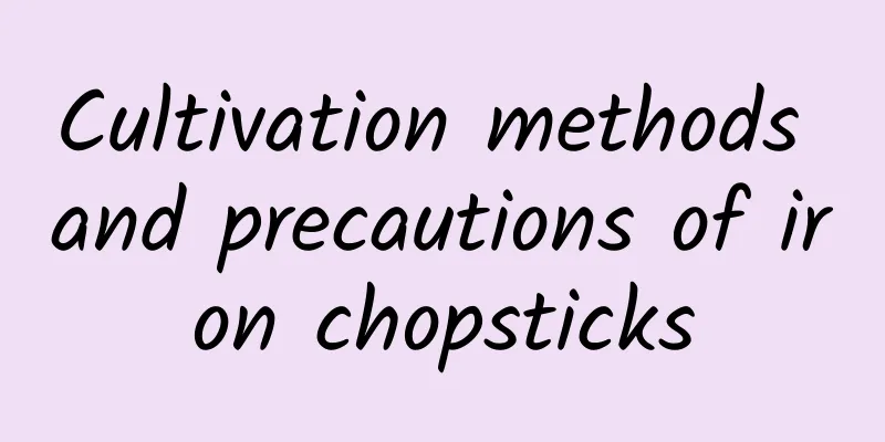 Cultivation methods and precautions of iron chopsticks