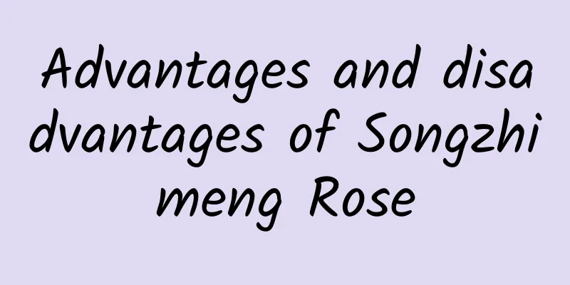 Advantages and disadvantages of Songzhimeng Rose
