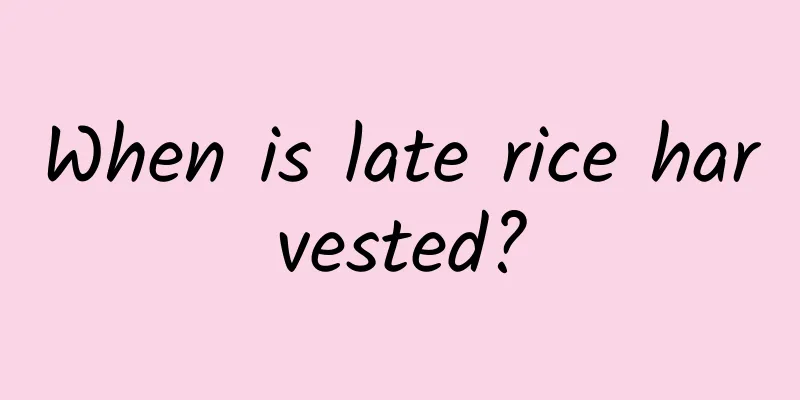 When is late rice harvested?