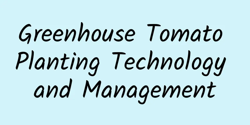 Greenhouse Tomato Planting Technology and Management
