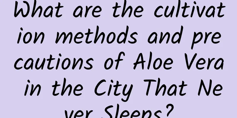 What are the cultivation methods and precautions of Aloe Vera in the City That Never Sleeps?