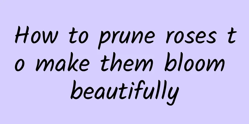 How to prune roses to make them bloom beautifully