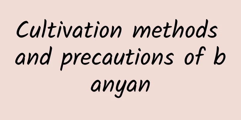 Cultivation methods and precautions of banyan
