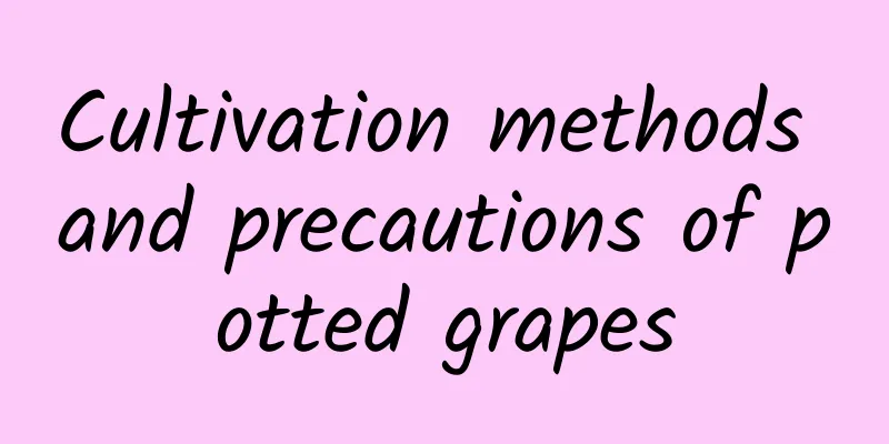 Cultivation methods and precautions of potted grapes