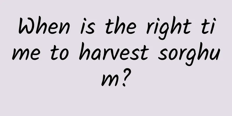 When is the right time to harvest sorghum?