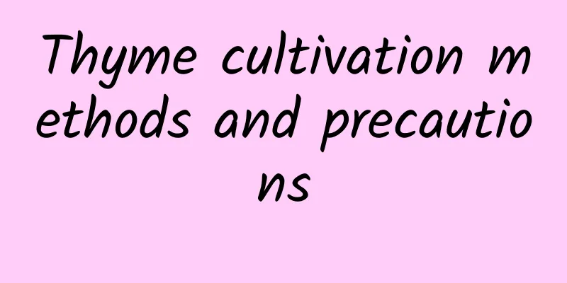 Thyme cultivation methods and precautions