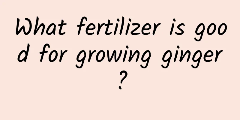 What fertilizer is good for growing ginger?