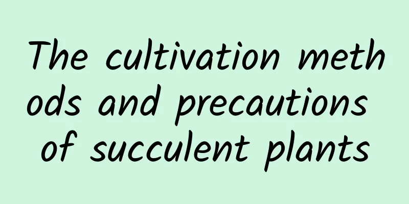 The cultivation methods and precautions of succulent plants