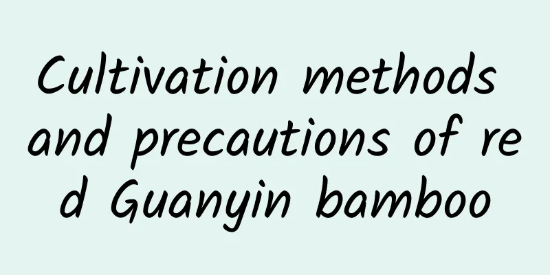 Cultivation methods and precautions of red Guanyin bamboo