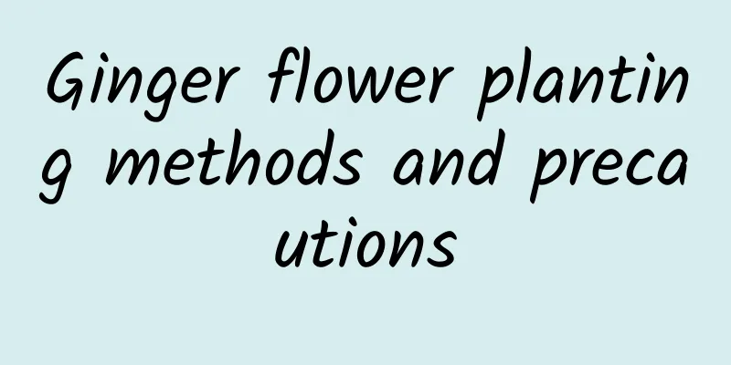 Ginger flower planting methods and precautions