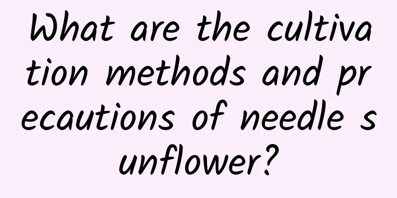 What are the cultivation methods and precautions of needle sunflower?