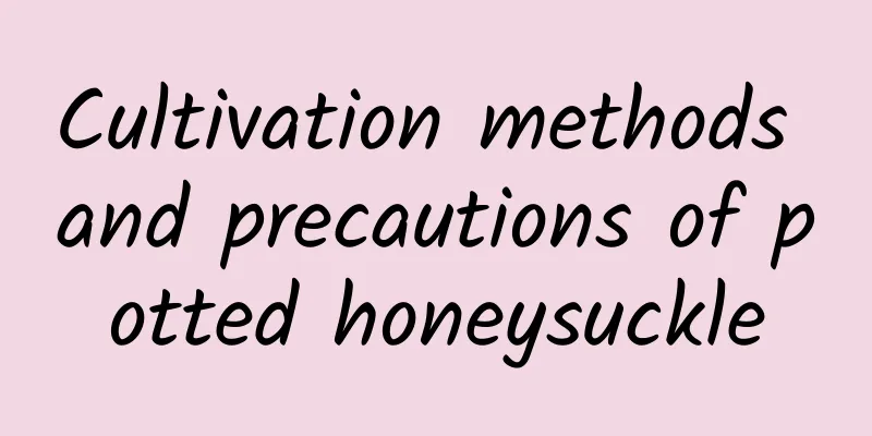 Cultivation methods and precautions of potted honeysuckle