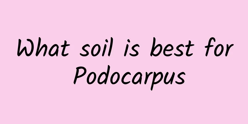 What soil is best for Podocarpus