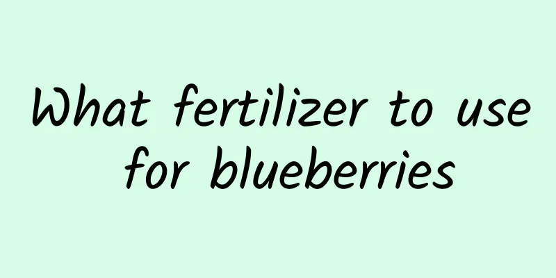 What fertilizer to use for blueberries