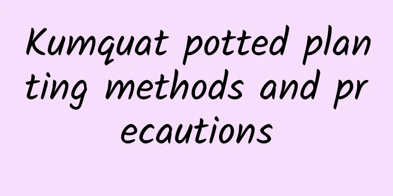 Kumquat potted planting methods and precautions