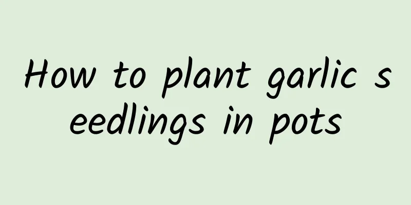 How to plant garlic seedlings in pots