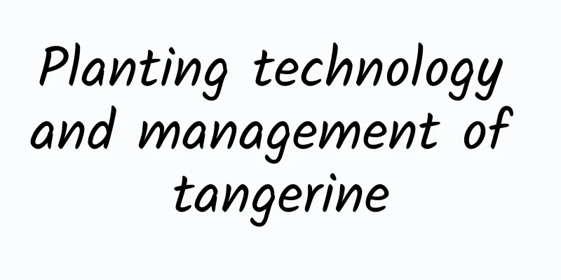 Planting technology and management of tangerine