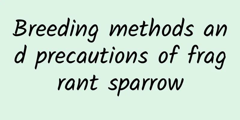 Breeding methods and precautions of fragrant sparrow