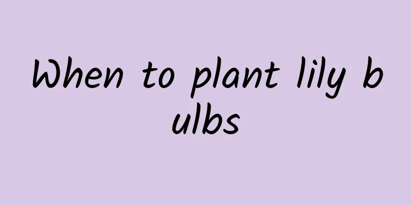 When to plant lily bulbs