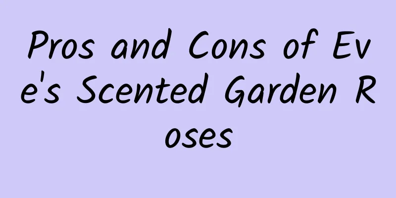 Pros and Cons of Eve's Scented Garden Roses