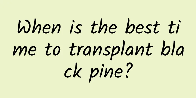 When is the best time to transplant black pine?