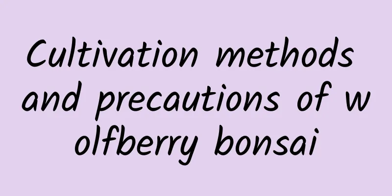 Cultivation methods and precautions of wolfberry bonsai