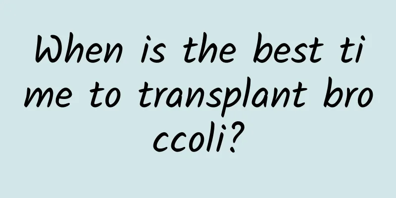 When is the best time to transplant broccoli?