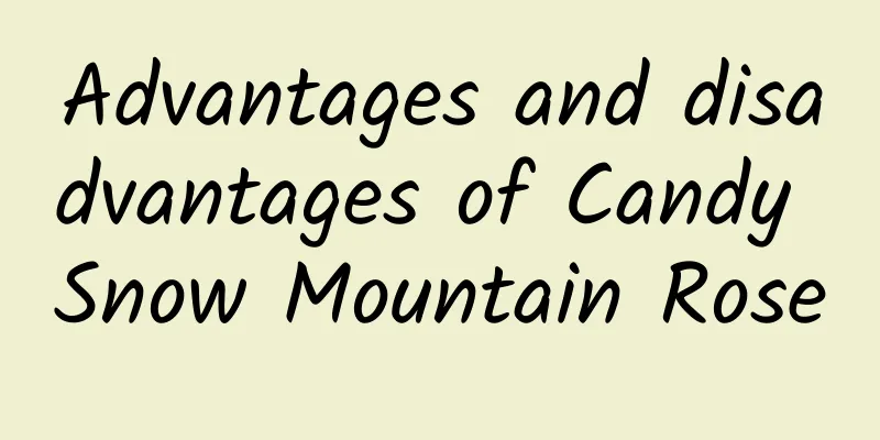 Advantages and disadvantages of Candy Snow Mountain Rose