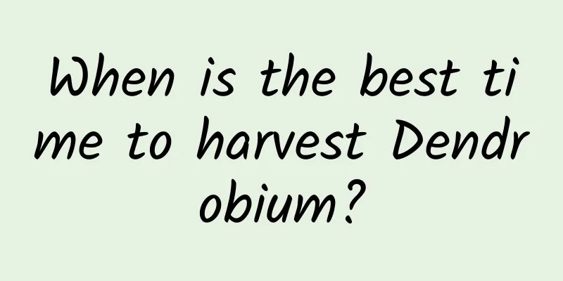When is the best time to harvest Dendrobium?