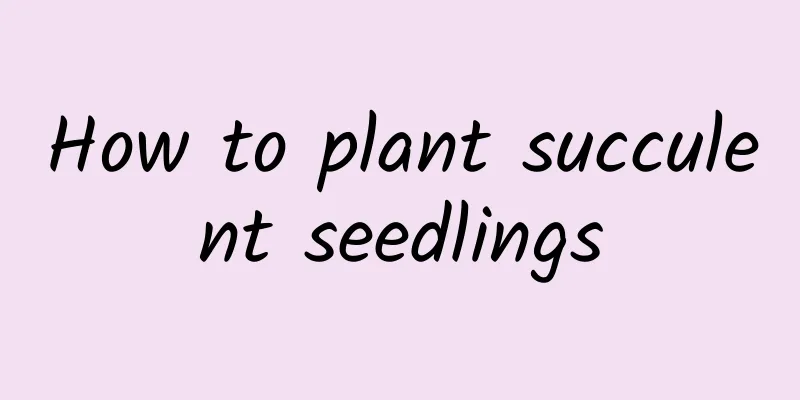 How to plant succulent seedlings