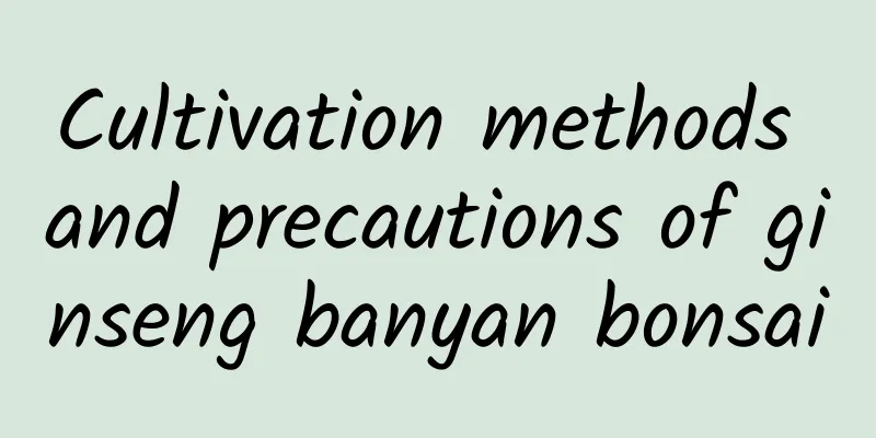 Cultivation methods and precautions of ginseng banyan bonsai
