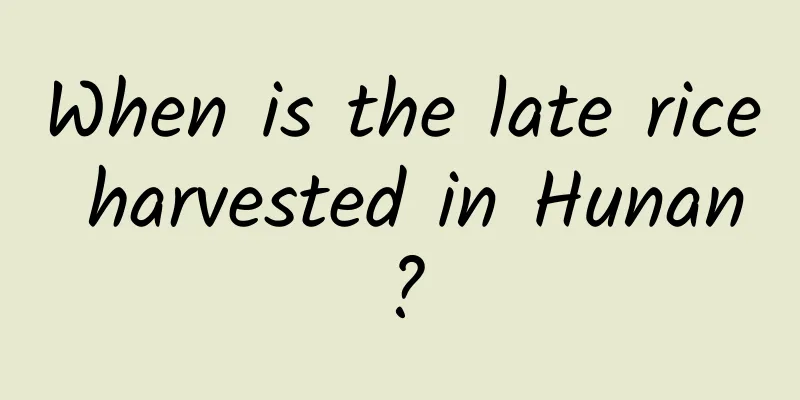 When is the late rice harvested in Hunan?