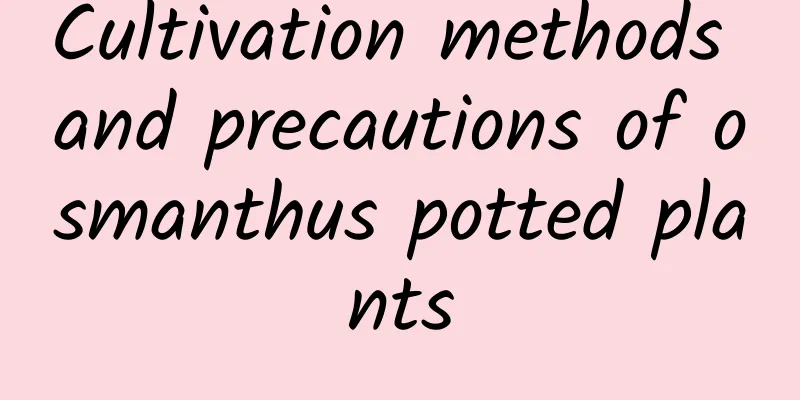Cultivation methods and precautions of osmanthus potted plants