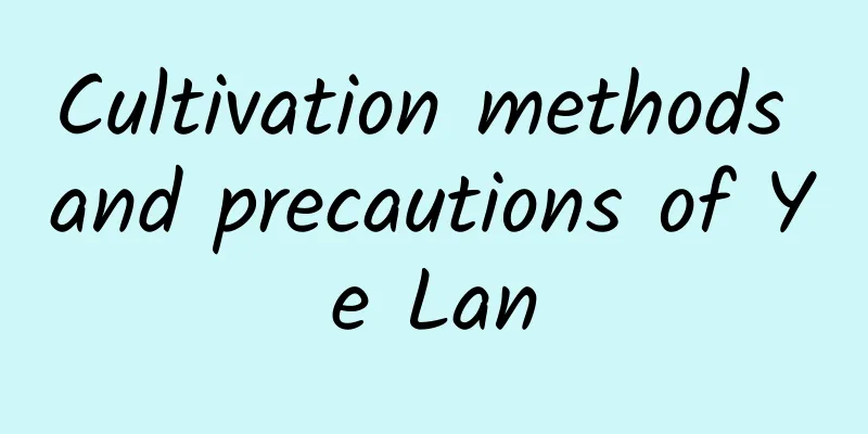 Cultivation methods and precautions of Ye Lan