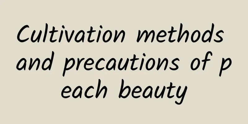 Cultivation methods and precautions of peach beauty