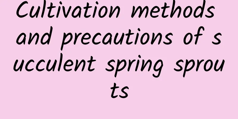 Cultivation methods and precautions of succulent spring sprouts