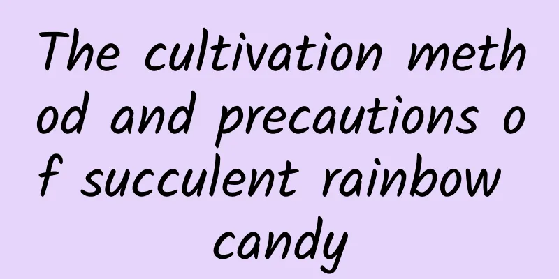 The cultivation method and precautions of succulent rainbow candy