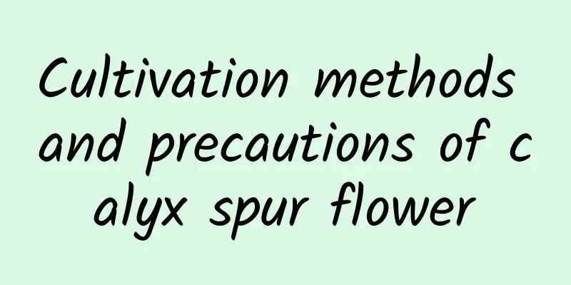 Cultivation methods and precautions of calyx spur flower
