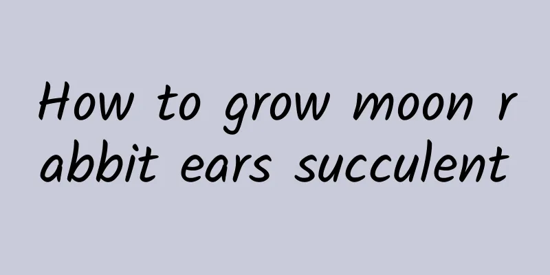 How to grow moon rabbit ears succulent